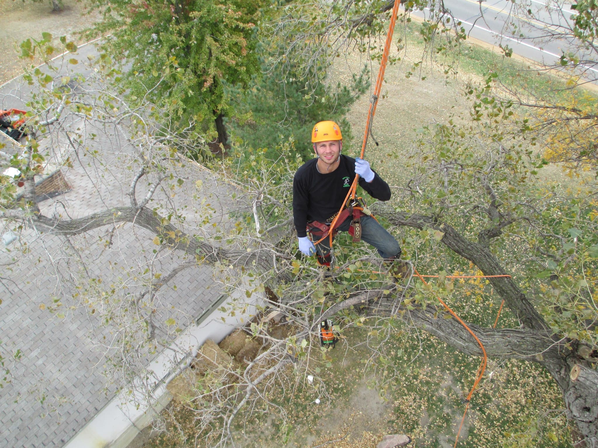 Discount Tree Care Affordable Tree Care For Homeowners and Businesses